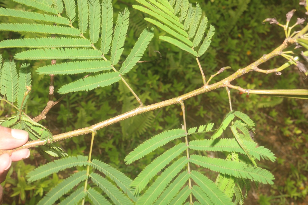 Calliandra houstoniana var. calothyrsus (Meisn.) Barneby